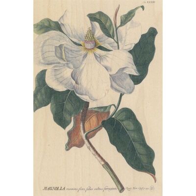 Postal de madera - magnolia botánica bnf
