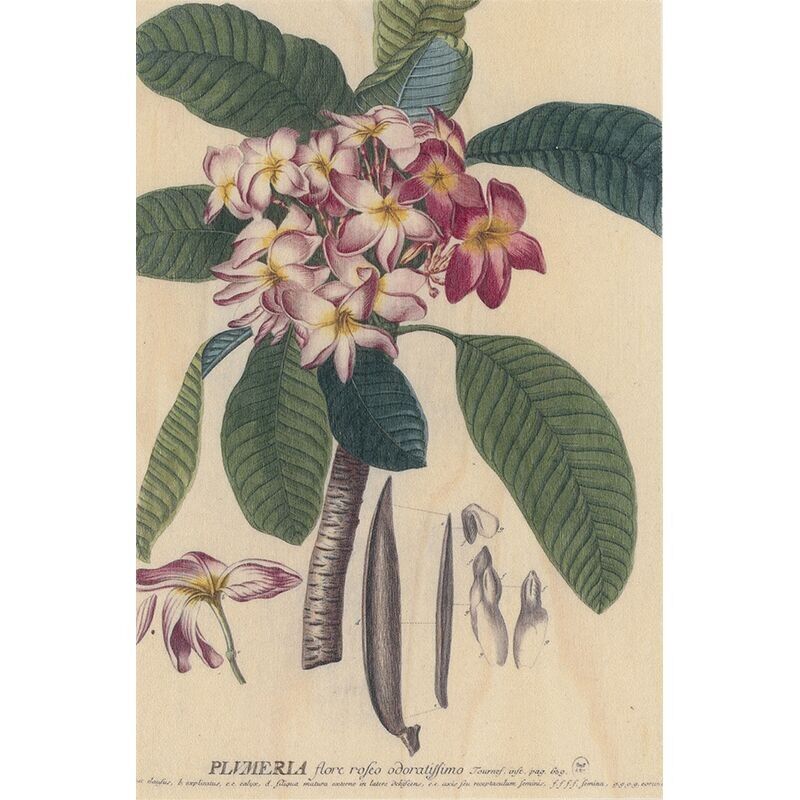 Cartolina in legno - Plumeria botanica bnf