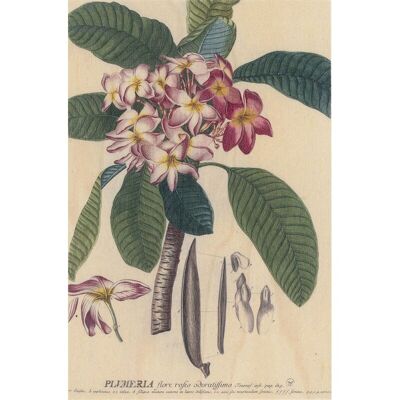 Carte postale en bois - bnf botanique plumeria