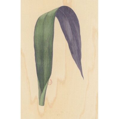 Cartolina in legno - foglio botanico bnf 1