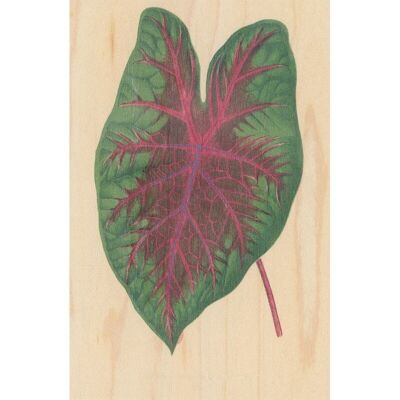 Cartolina in legno - foglio botanico bnf 9