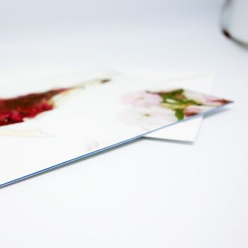 Celosia Argen Rot – carte avec noyau de couleur et enveloppe | 013 3