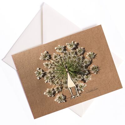 Umbellifer Peacock - Card with Color Core and Envelope | 059