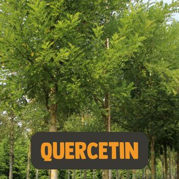 Cupplement - Extrait de Quercétine 60 Capsules - Extrait 10:1 - Quercétine - Quercitine - 250 mg par capsule - Sans poudre ni 500 mg - Sans zinc ni bromélaïne - Superaliment - Supplément 6