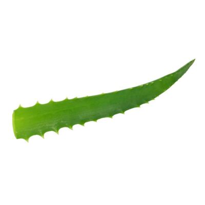 Vonderweid - Blätter der Aloe Arborescens Italiana | 6 KG