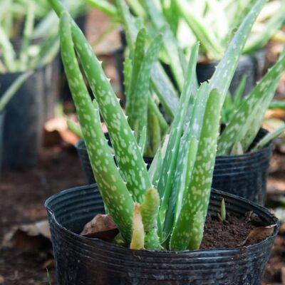 Aloe-Vera-Sämling – Kleine Aloe Vera