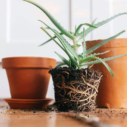 Piantina di Aloe Arborescens "Liscia" -  Pianta di Aloe Piccola