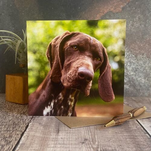GSP dog greeting card - German Shorthaired Pointer dog blank card