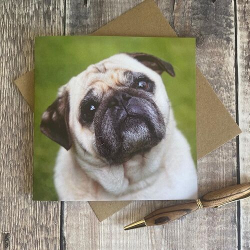 Pug greeting card - dog - cream Pug blank greeting card