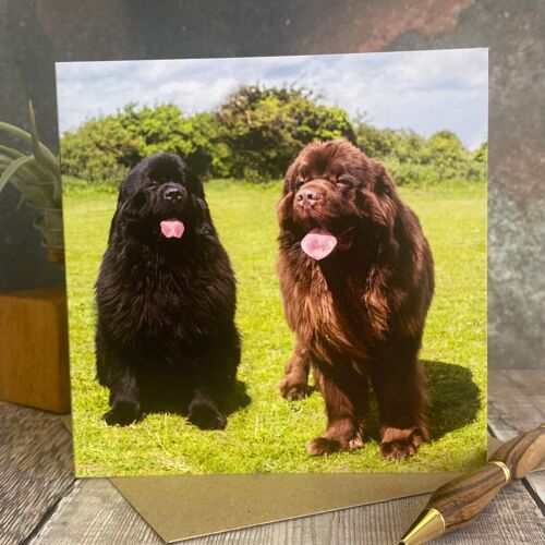 newfoundland dogs greeting card - dog greeting card - blank card