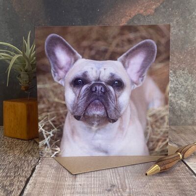 Tarjeta de felicitación de bulldog francés - tarjeta de perro en blanco