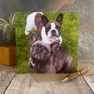French Bulldogs greeting card - Frenchie dog card