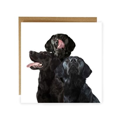 Black labradors greeting card - labrador greeting card