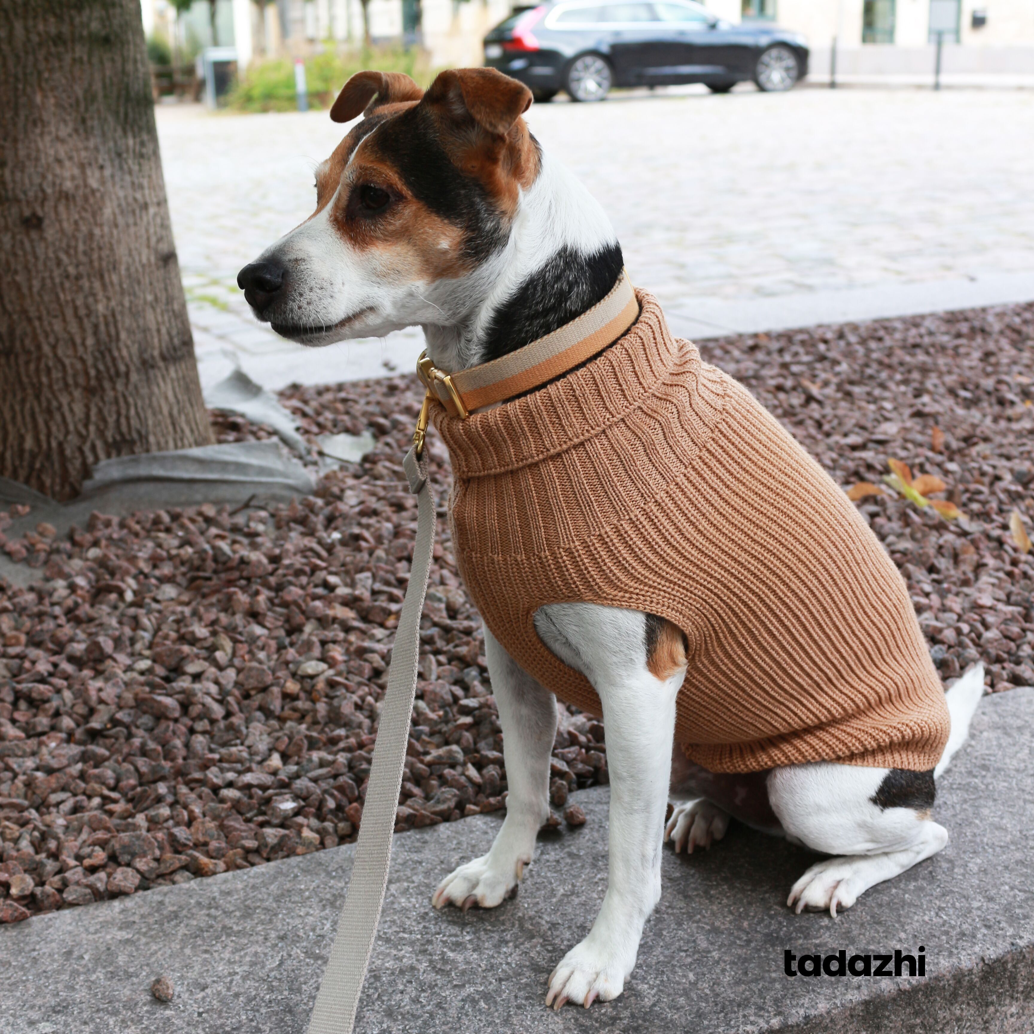 Maglia per cani in lana da donna Beige