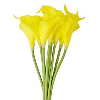 Véritable touche calla 34.5 cm de long - Jaune