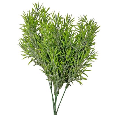 Mazzo di asparagi frassino, a foglia spessa, alti 38 cm