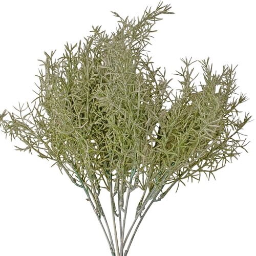 Asparagus bouquet, 35 cm high, 7 branches