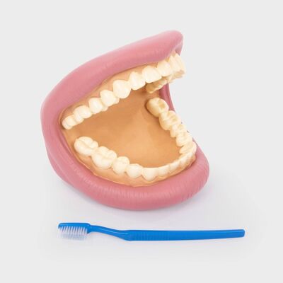Zahnärztliches Demonstrationsmodell mit riesigen Zähnen