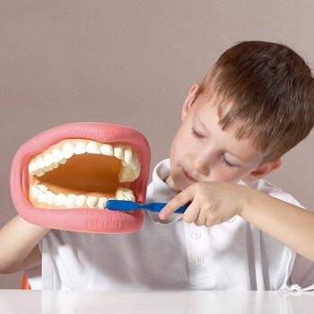 Modèle de démonstration dentaire à dents géantes 3