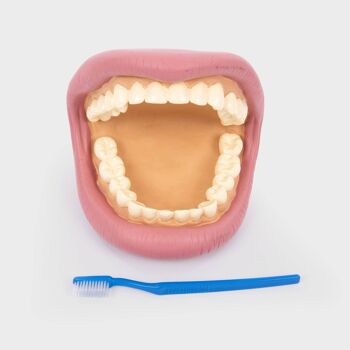 Modèle de démonstration dentaire à dents géantes 4