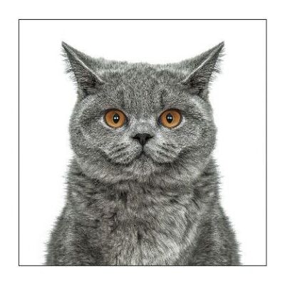 British blue cat greeting card