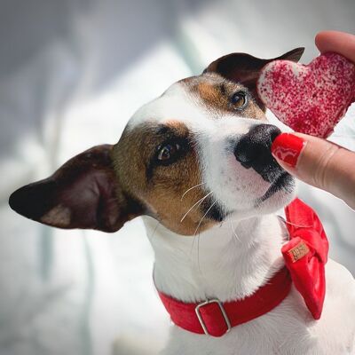 Blushing Macarons for Dogs in Love