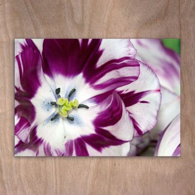 Carte postale, carte postale eye0533 Tulipes