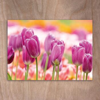 Carte postale, carte postale eye0534 Tulipes