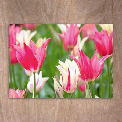 Postcard, postcard eye0536 Tulips