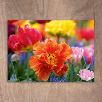 Carte postale, carte postale eye0538 Tulipes & Muscaris