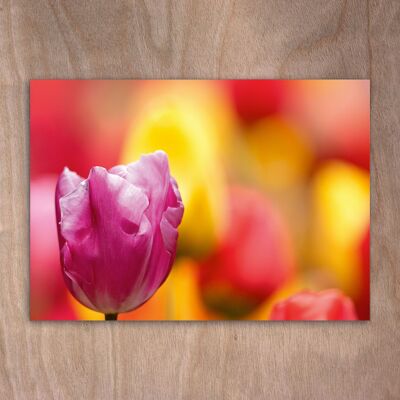 Postal, postal eye0539 Tulipanes