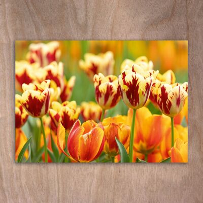 Postcard, postcard eye0541 Tulips