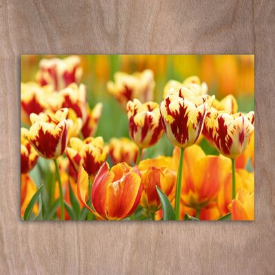 Postcard, Postkarte eye0541 Tulips