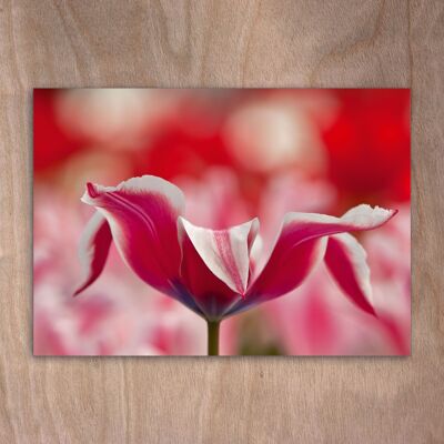 Postcard, postcard eye0545 Tulips