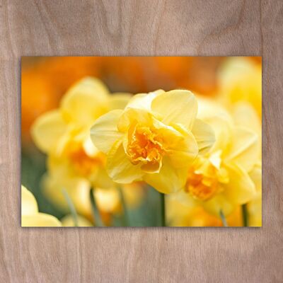 Postcard, postcard eye0547 Daffodils