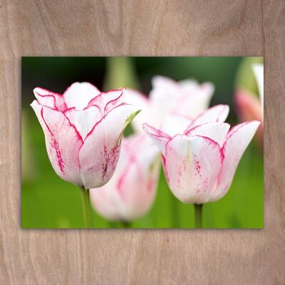 Carte postale, carte postale eye0551 Tulipes