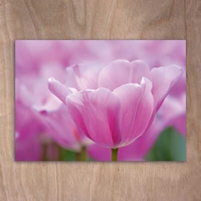 Postcard, postcard eye0554 Tulips