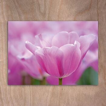 Carte postale, carte postale eye0554 Tulipes