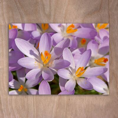 Carte postale, carte postale eye0503 crocus