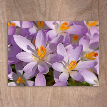 Carte postale, carte postale eye0503 crocus