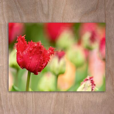 Carte postale, carte postale eye0555 Tulipes