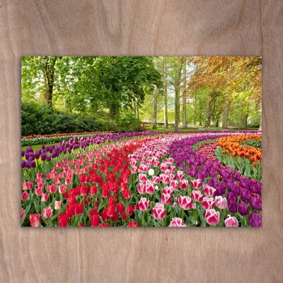 Postcard, postcard eye0531 Tulips Keukenhof Holland