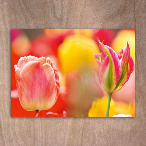 Postcard, Postkarte eye0519 Tulips