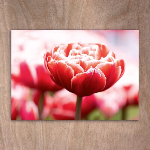 Postcard, Postkarte eye0520 Tulips