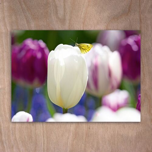 Postcard, Postkarte eye0518 Tulips & Butterfly
