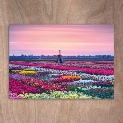 Postal, postal eye0521 Sunrise Tulip Experience Amsterdam