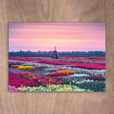 Postcard, Postkarte eye0521 Sunrise Tulip Experience Amsterdam