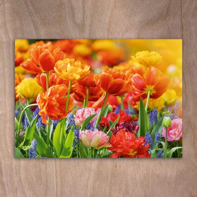 Postcard, postcard eye0522 Tulips & Muscaris