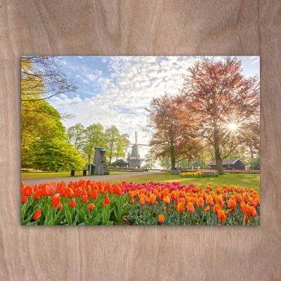Postcard, Postkarte eye0526 Tulips Keukenhof Holland