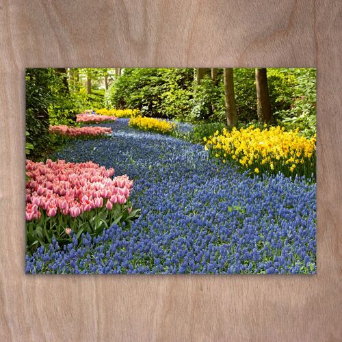 Postcard, Postkarte eye0527 Tulips & Muscaris & Daffodils